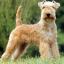 Lakeland Terrier