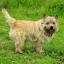 Norwich Terrier