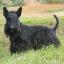 Scottish Terrier