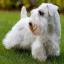 Sealyham Terrier