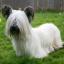 Skye Terrier