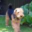 Welsh Terrier