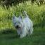 West Highland White Terrier