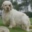 Clumber Spaniel