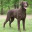 Curly Coated Retriever