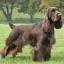 Field Spaniel