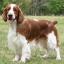Welsh Springer Spaniel