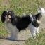 King Charles Spaniel