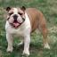 English Bulldog