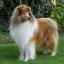 Collie Rough