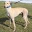 Greyhound