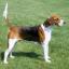 English Foxhound