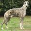 Whippet