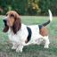 Basset Hound