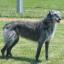 Deerhound