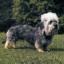 Dandie Dinmont Terrier
