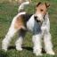 Fox Terrier Wire