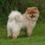 Chow Chow