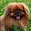 Pekingese