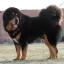 Tibetan Mastiff