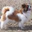 Tibetan Spaniel