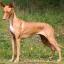 Pharaoh Hound