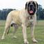 Mastiff