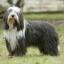 Bearded Collie