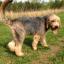 Otterhound