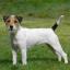 Parson Russell Terrier