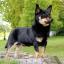 Lancashire-Heeler