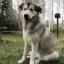 Malanees -- Alaskan Malamute X Pyrenean Mountain Dog