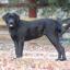 Mastador -- Mastiff X Labrador Retriever