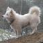Spitz turco