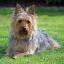 Aussie Silk Terrier -- Terrier australiano X Terrier sedoso australiano