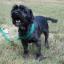 Bascottie -- Basset Hound X Scottish Terrier