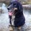 Spanierd -- English Springer Spaniel X Duitse Herdershond