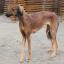 Shaanxi-Hond