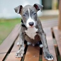 Staffy best sale x weimaraner