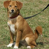 Beagle shiba sales